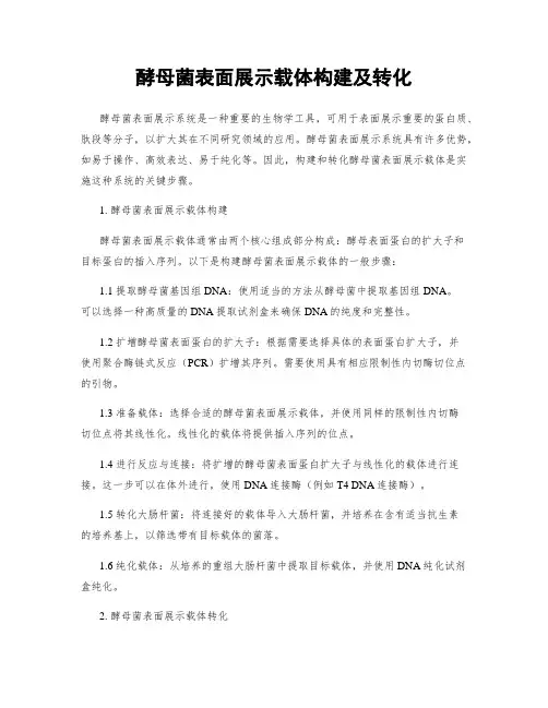 酵母菌表面展示载体构建及转化