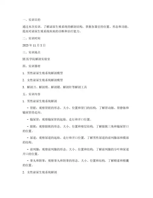 解剖泌尿生殖系统实训报告