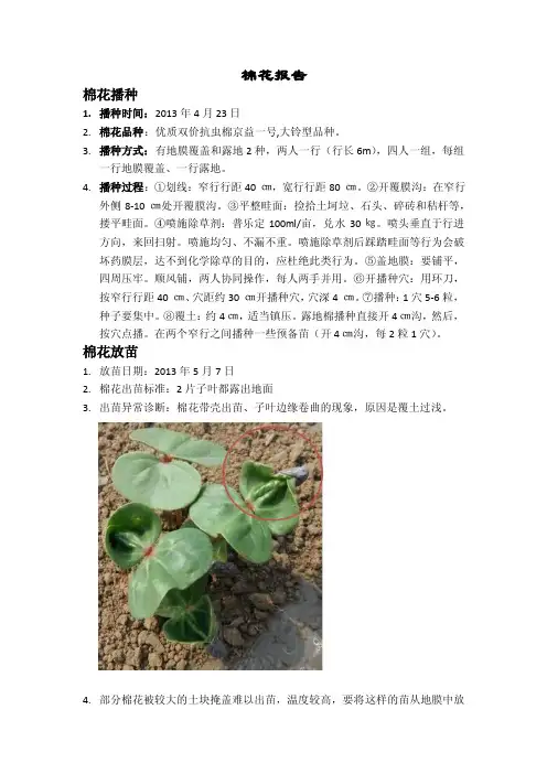 棉花报告-田间实验报告