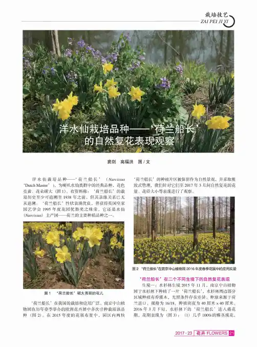 洋水仙栽培品种——‘荷兰船长’的自然复花表现观察