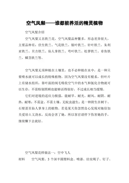 空气凤梨——谁都能养活的精灵植物