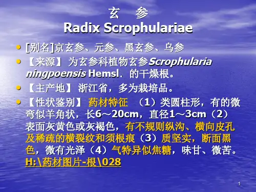 玄    参
