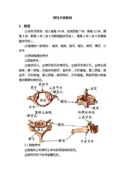 脊柱大体解剖