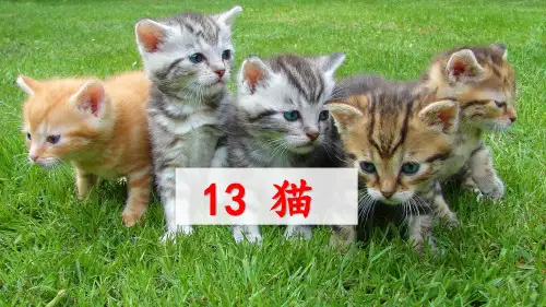 四年级下册语文《猫》(第二课时)ppt人教部编