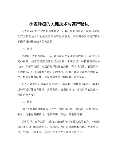 小麦种植的关键技术与高产秘诀