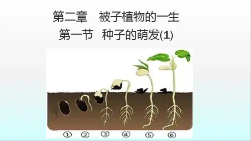 第一节种子的萌发 课件鲁科版生物六年级下册