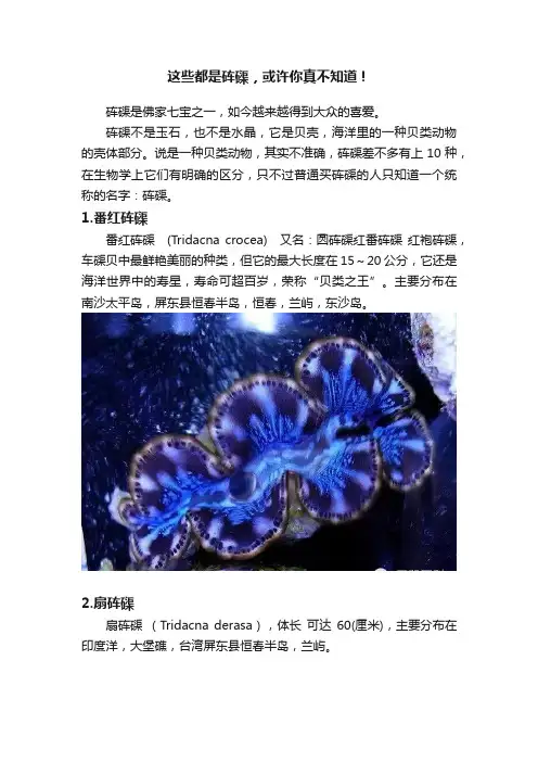 这些都是砗磲，或许你真不知道！