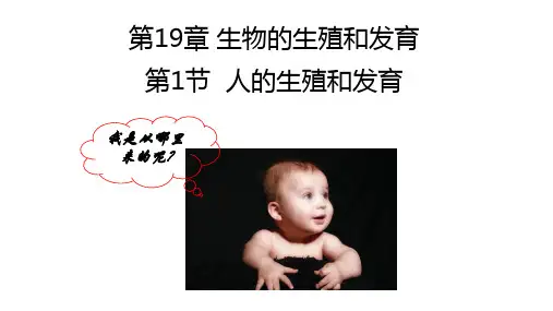 人的生殖和发育ppt课件