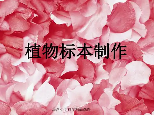 最新人教版小学四年级上册科学2.2制作植物标本精品课件