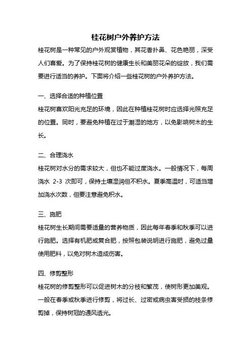 桂花树户外养护方法