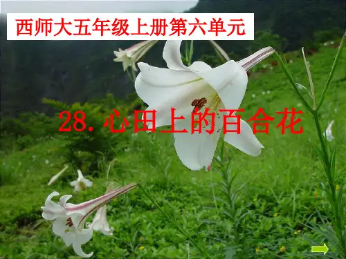 五年级上册语文课件-7.28 心田上的百合花｜西师大版 (共34张PPT)