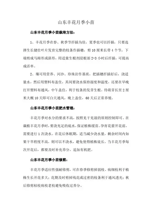 山东丰花月季小苗