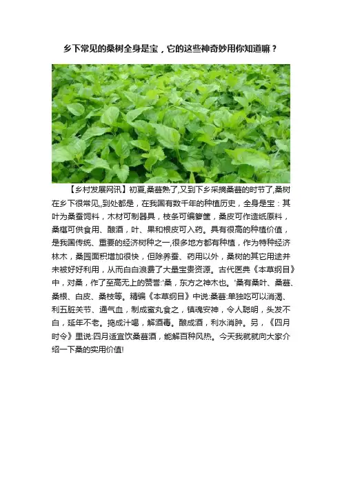 乡下常见的桑树全身是宝，它的这些神奇妙用你知道嘛？