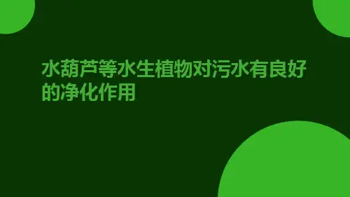 水葫芦等水生植物对污水有良好的净化作用