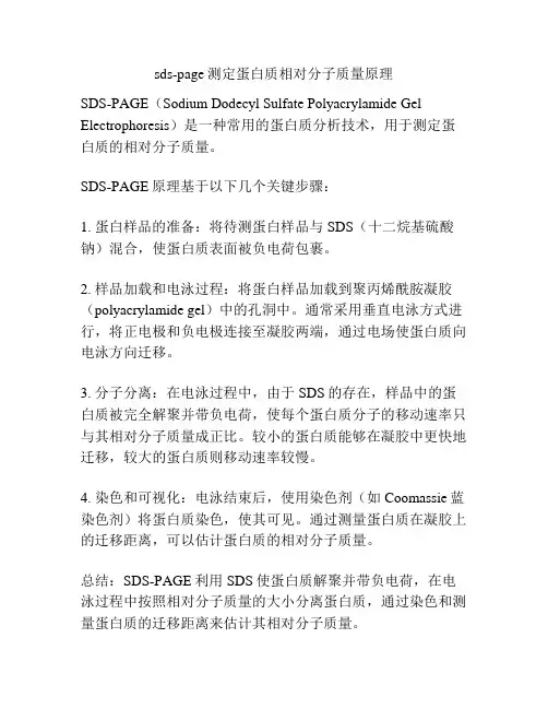 sds-page测定蛋白质相对分子质量原理