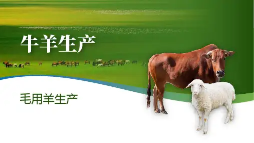 毛用羊生产课件(共28张PPT)《牛羊生产》