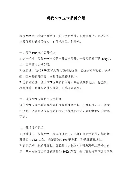 现代959玉米品种介绍