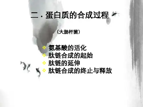 蛋白质合成过程