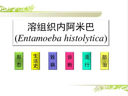 溶组织内阿米巴