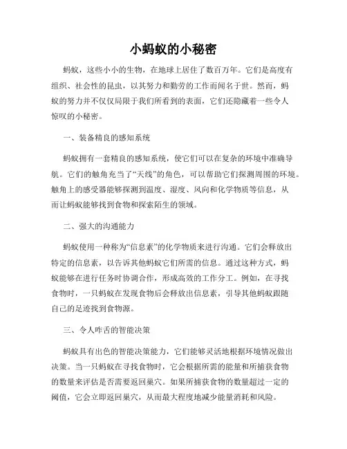 小蚂蚁的小秘密