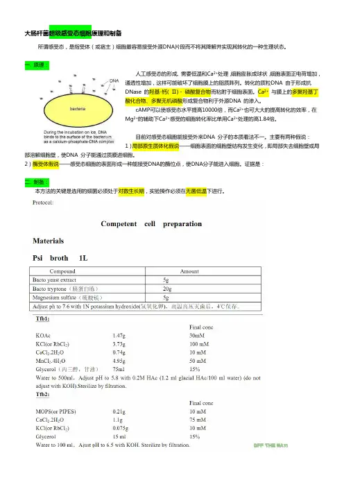 超级感受态细胞(大肠杆菌)-原理和制备Protocol