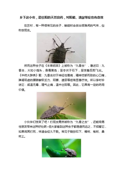 乡下这小虫，是壮阳的天然良药，对阳萎、遗尿等症也有奇效