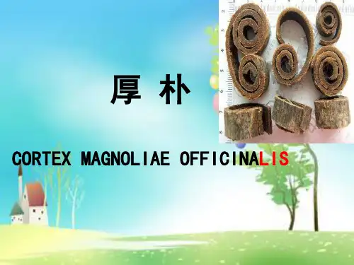 厚朴