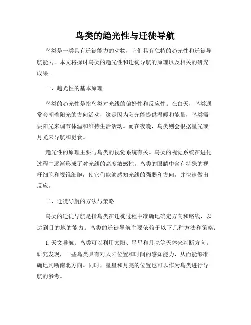 鸟类的趋光性与迁徙导航