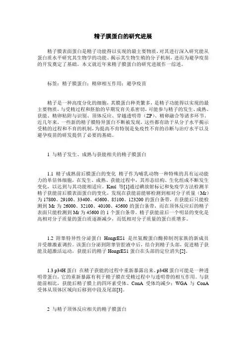 精子膜蛋白的研究进展