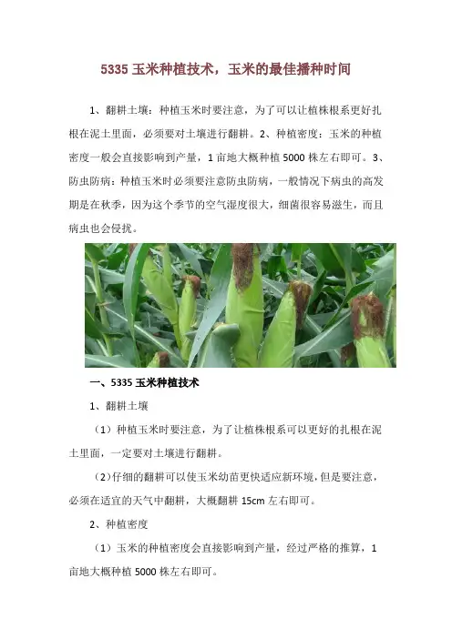 5335玉米种植技术,玉米的最佳播种时间