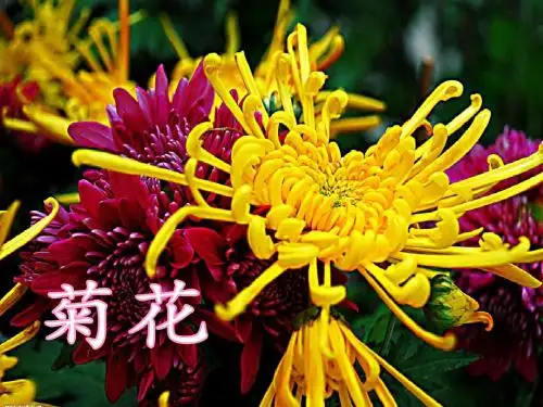 已修改二上5《一株紫丁香》完整课件