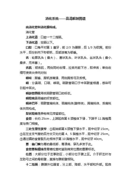 消化系统——高清解剖图谱