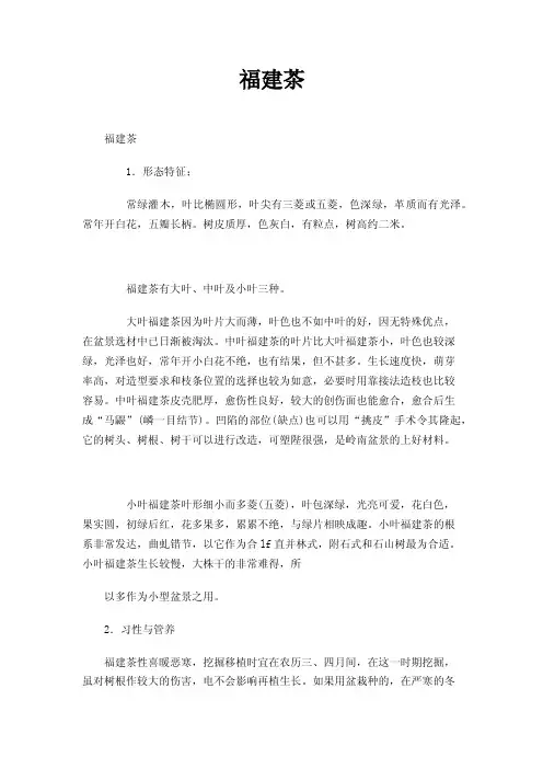 福建茶——精选推荐