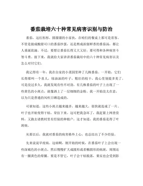 番茄栽培六十种常见病害识别与防治