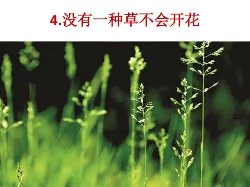 没有一种草不会开花PPT课件最新4上教科版