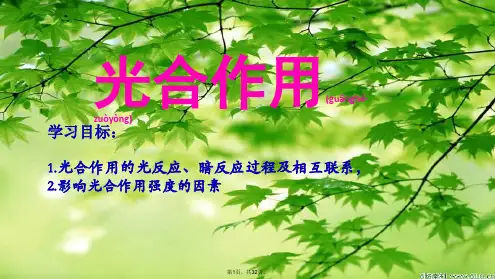 5.4.3光合作用----光反应和暗反应(共32张)