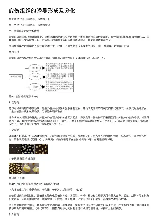 愈伤组织的诱导形成及分化