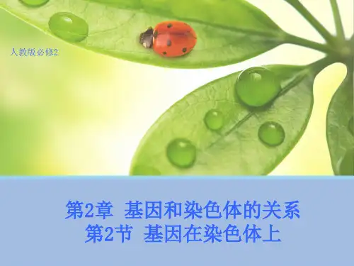 生物基因在染色体上课件人教版必修
