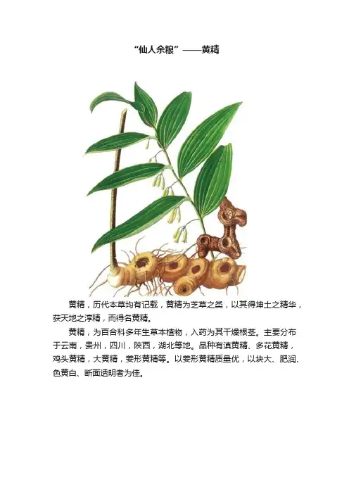 “仙人余粮”——黄精?