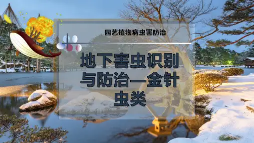 地下害虫识别与防治—金针虫类