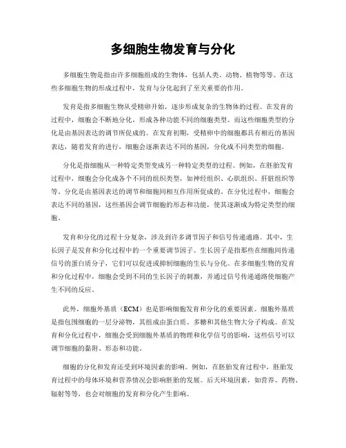 多细胞生物发育与分化