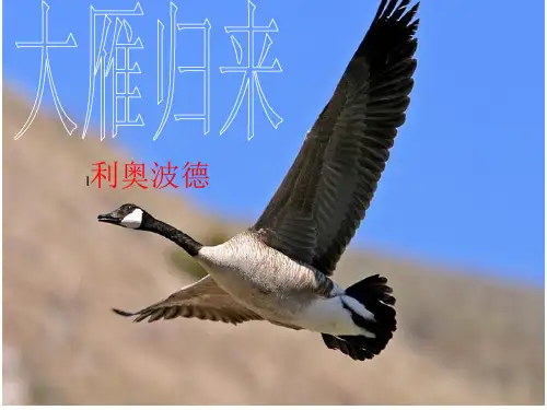 1《大雁归来》PPT优秀课件