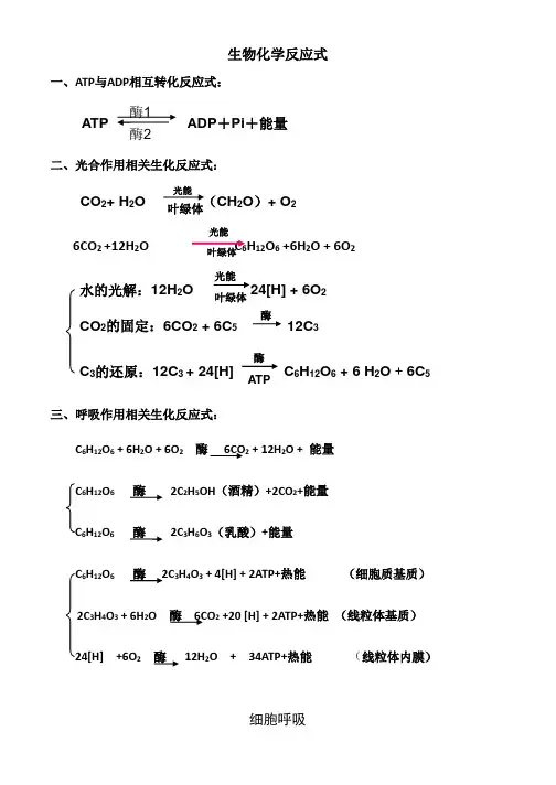 高中生物相关的生物化学反应式