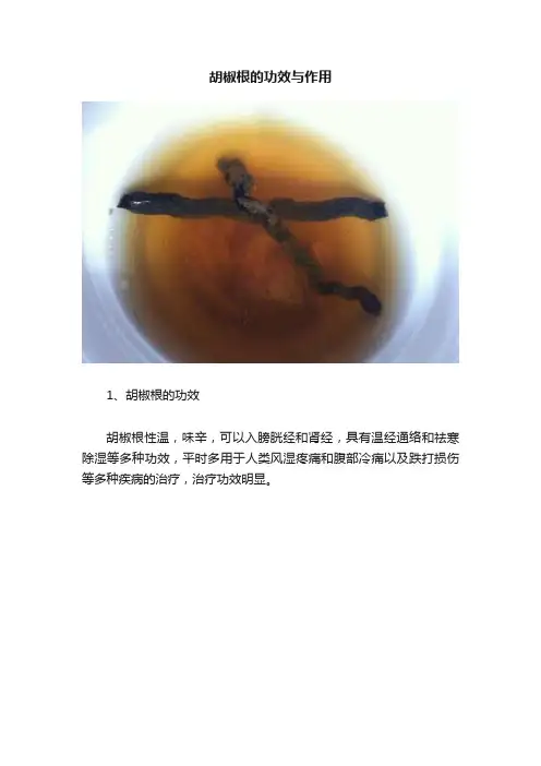 胡椒根的功效与作用