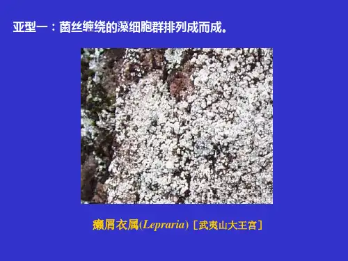 地衣的形态和结构教育课件
