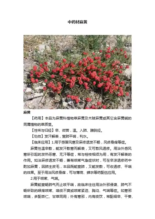 中药材麻黄