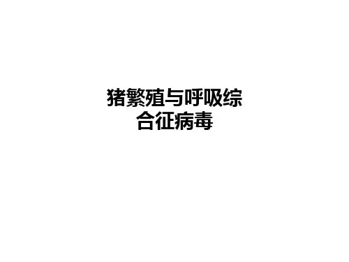 猪繁殖与呼吸综合征病毒PPT课件