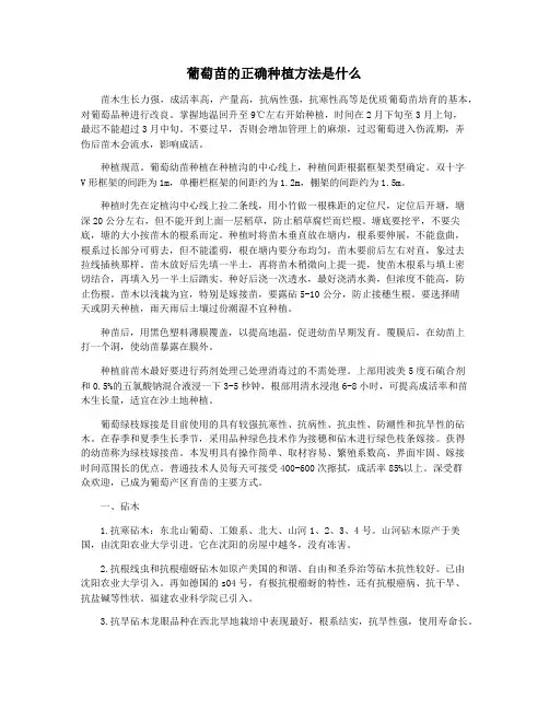葡萄苗的正确种植方法是什么