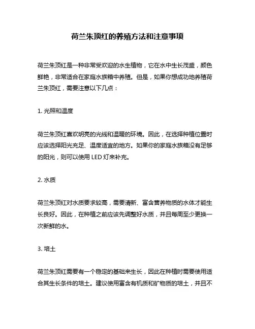 荷兰朱顶红的养殖方法和注意事项