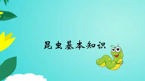 昆虫知识大全